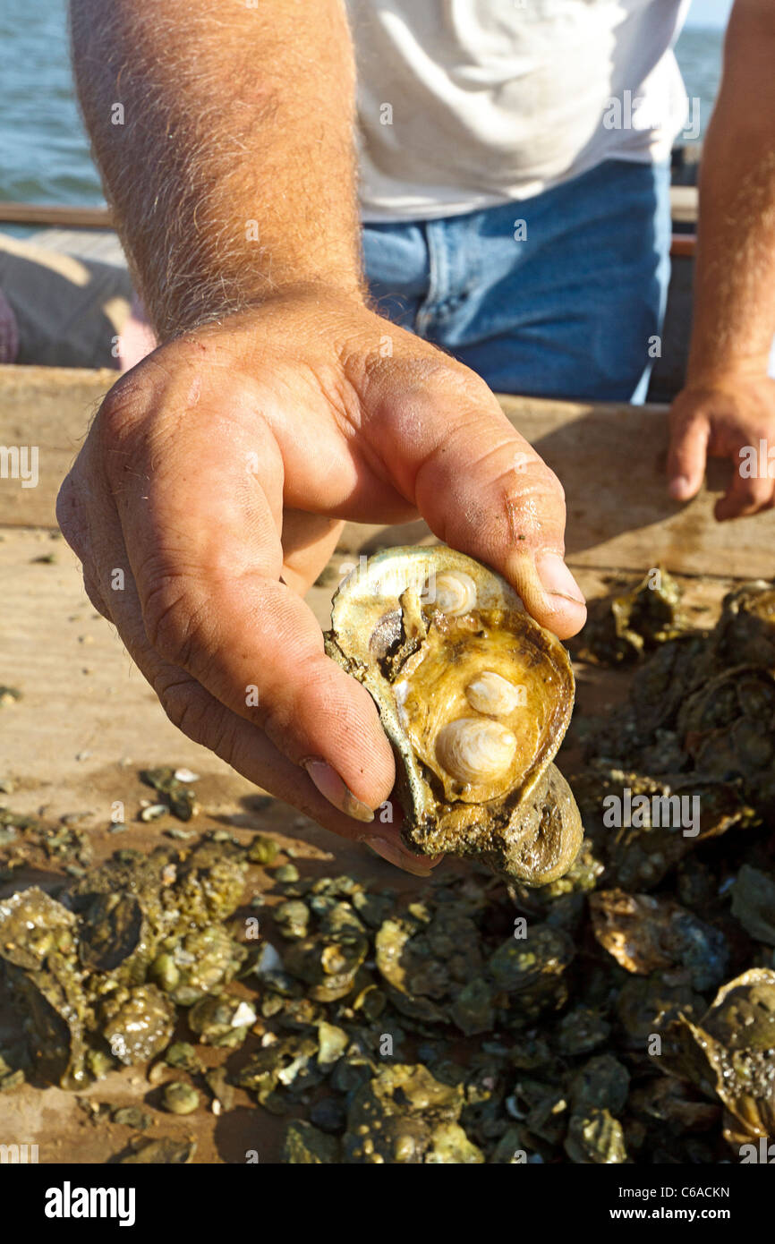 Libre De Produits Frais Peches Coquille D Huitre Avec Bebe Formant Les Huitres Photo Stock Alamy