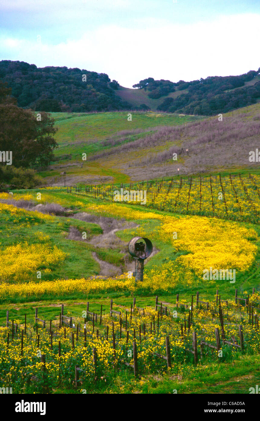 Vue sur vignes domaine Carneros Napa avec de la moutarde en fleur Banque D'Images