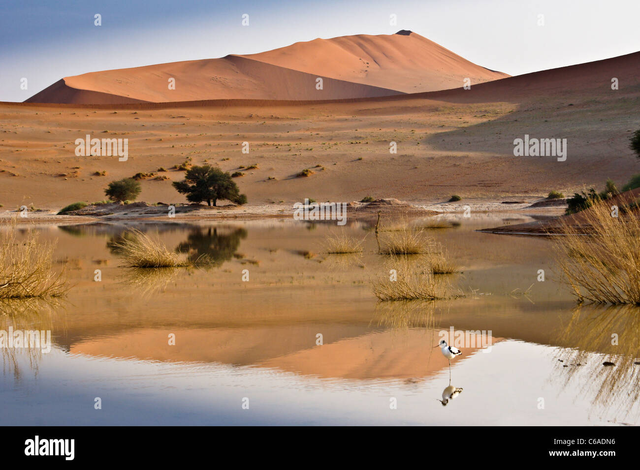 Dunes de sable et à l'étang du parc de Namib Naukluft Sossusvlei, Namibie, Banque D'Images