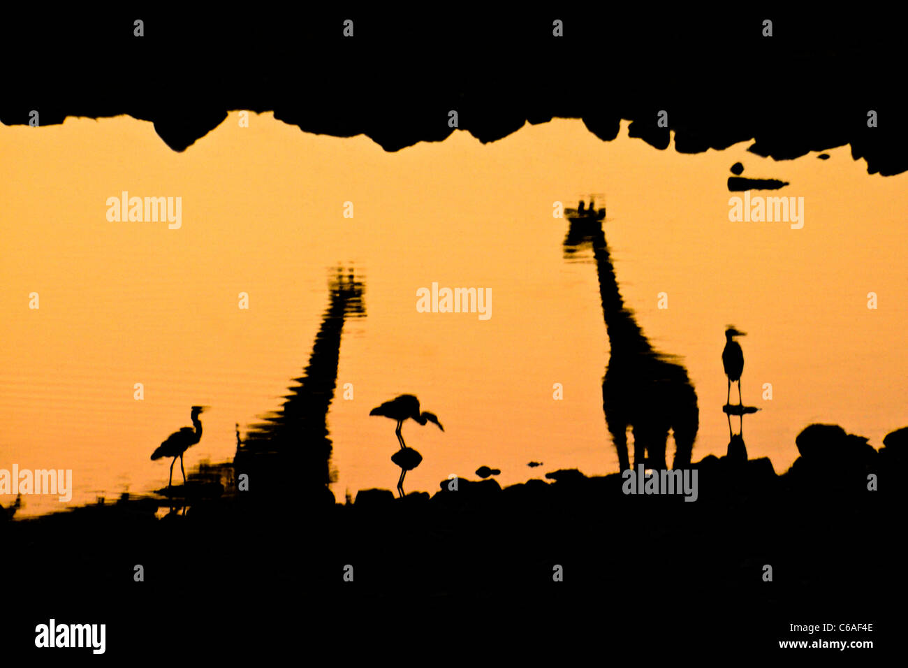 Les Girafes et les aigrettes reflétée dans d'eau au coucher du soleil, Etosha NP, Namibia Banque D'Images