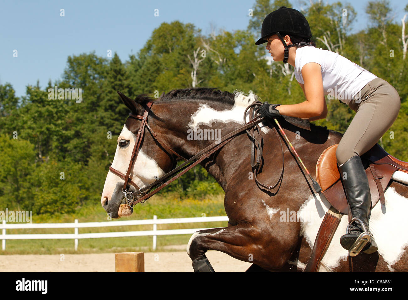 Paint horse jumping clôture sur sunny day Banque D'Images