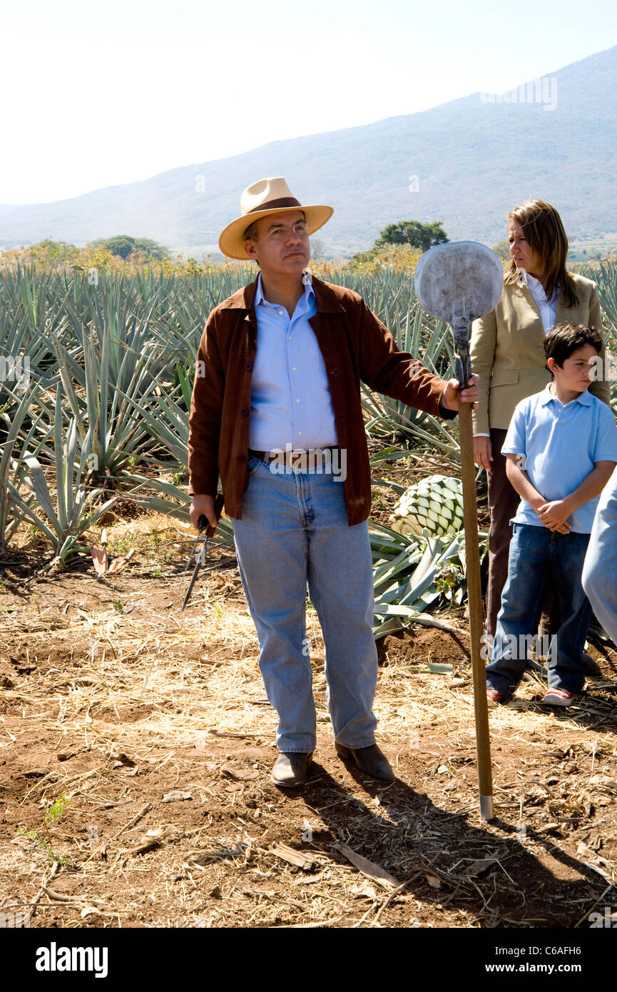Le Président Felipe Calderon du Mexique à plantation d'agave Banque D'Images