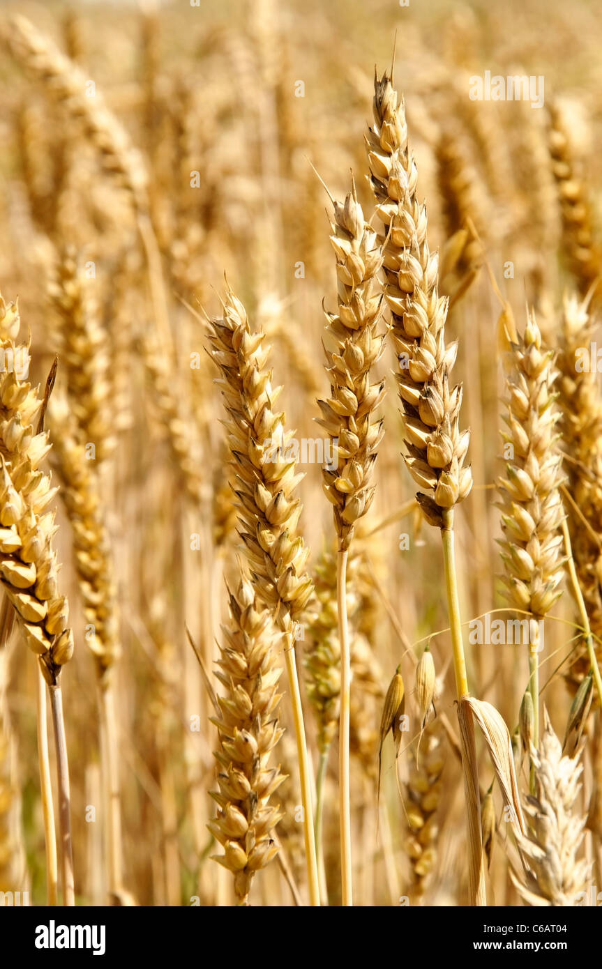 Épis de blé mûrs, prêts à être récoltés Banque D'Images