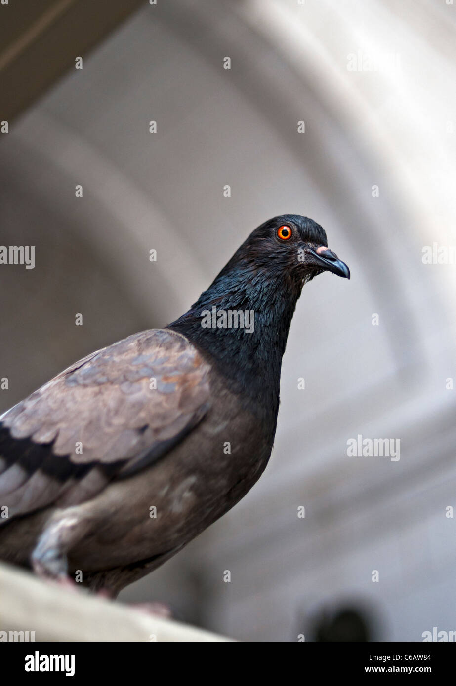 Close-up of a Washington DC dans une arche pigeon Banque D'Images
