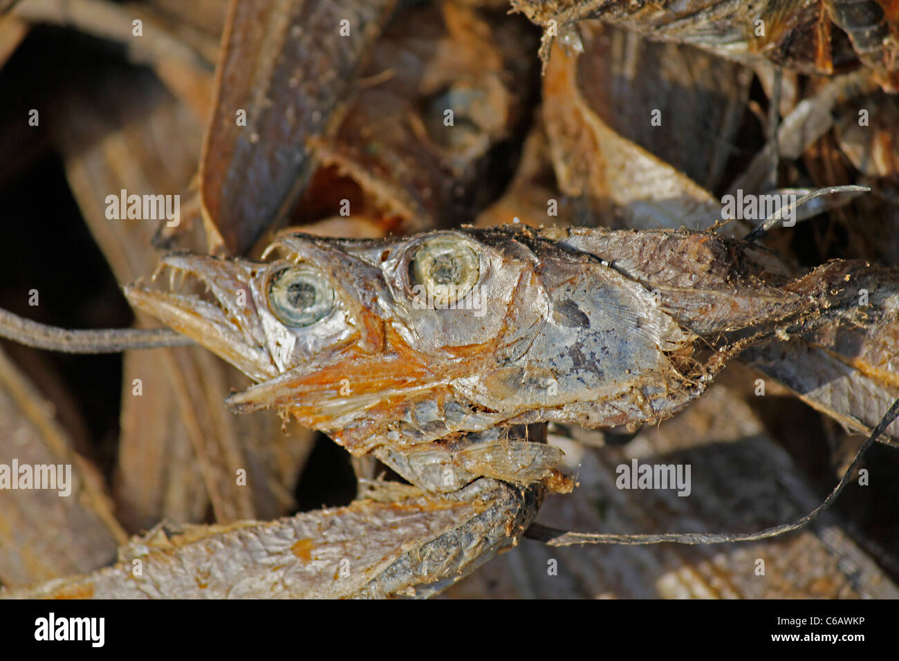 Le poisson séché, de l'Arunachal Pradesh, Inde Banque D'Images