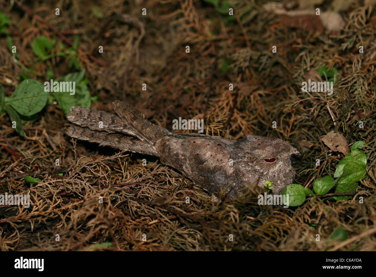 Pot de nuit en Ethiopie Banque D'Images
