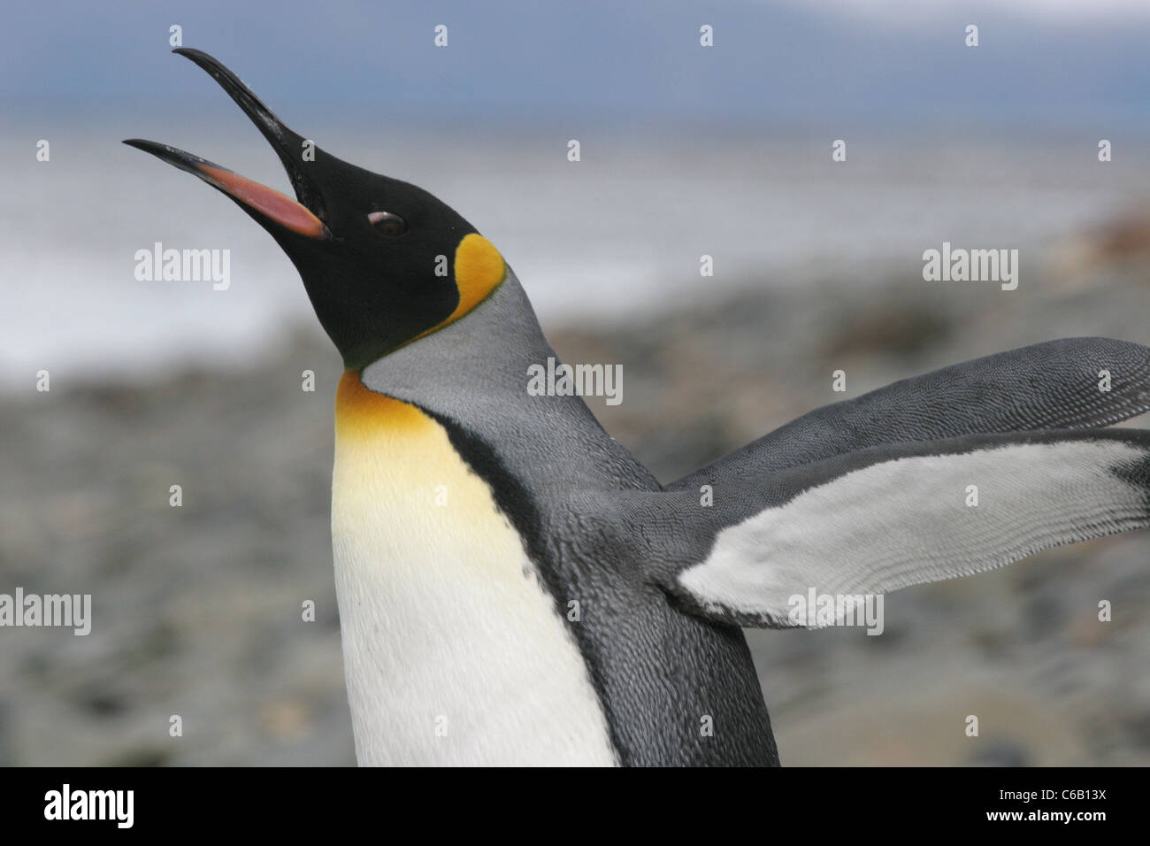 King Penguin étend ses ailes, la Géorgie du Sud Banque D'Images