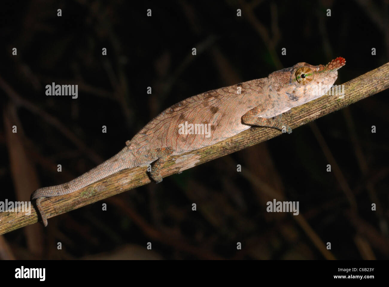 Femme Lance-nosed Caméléon Calumma (gallus) dans la forêt tropicale de Madagascar Banque D'Images