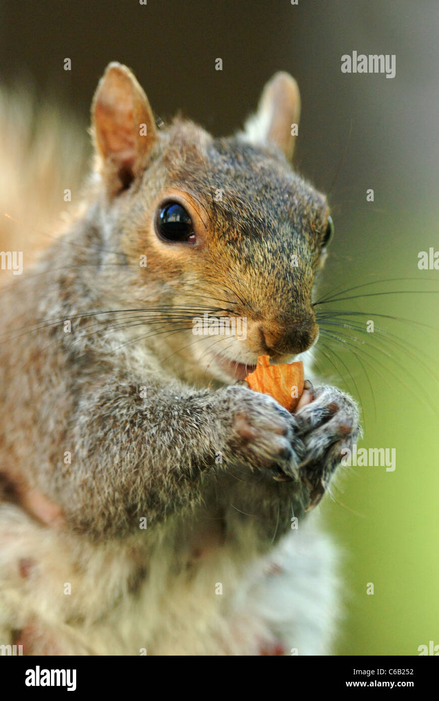 L'Écureuil gris (Sciurus carolinensis) manger une noix à Union Square Park Banque D'Images