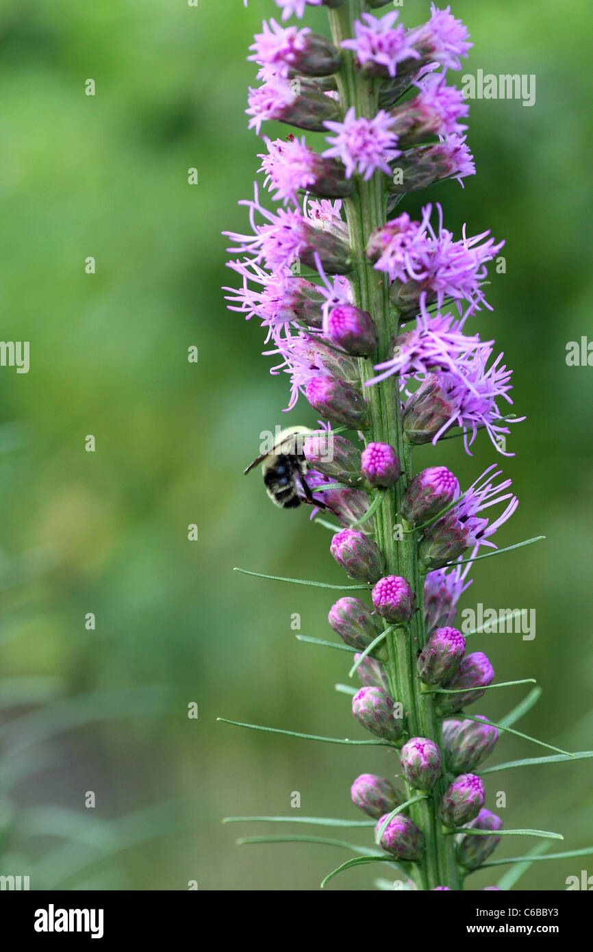 Blazing Star Wildflower Banque D'Images