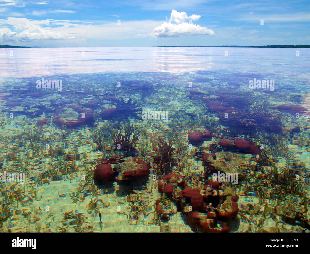 Sous la surface des coraux à Bocas del Toro, Panama, la mer des Caraïbes Banque D'Images