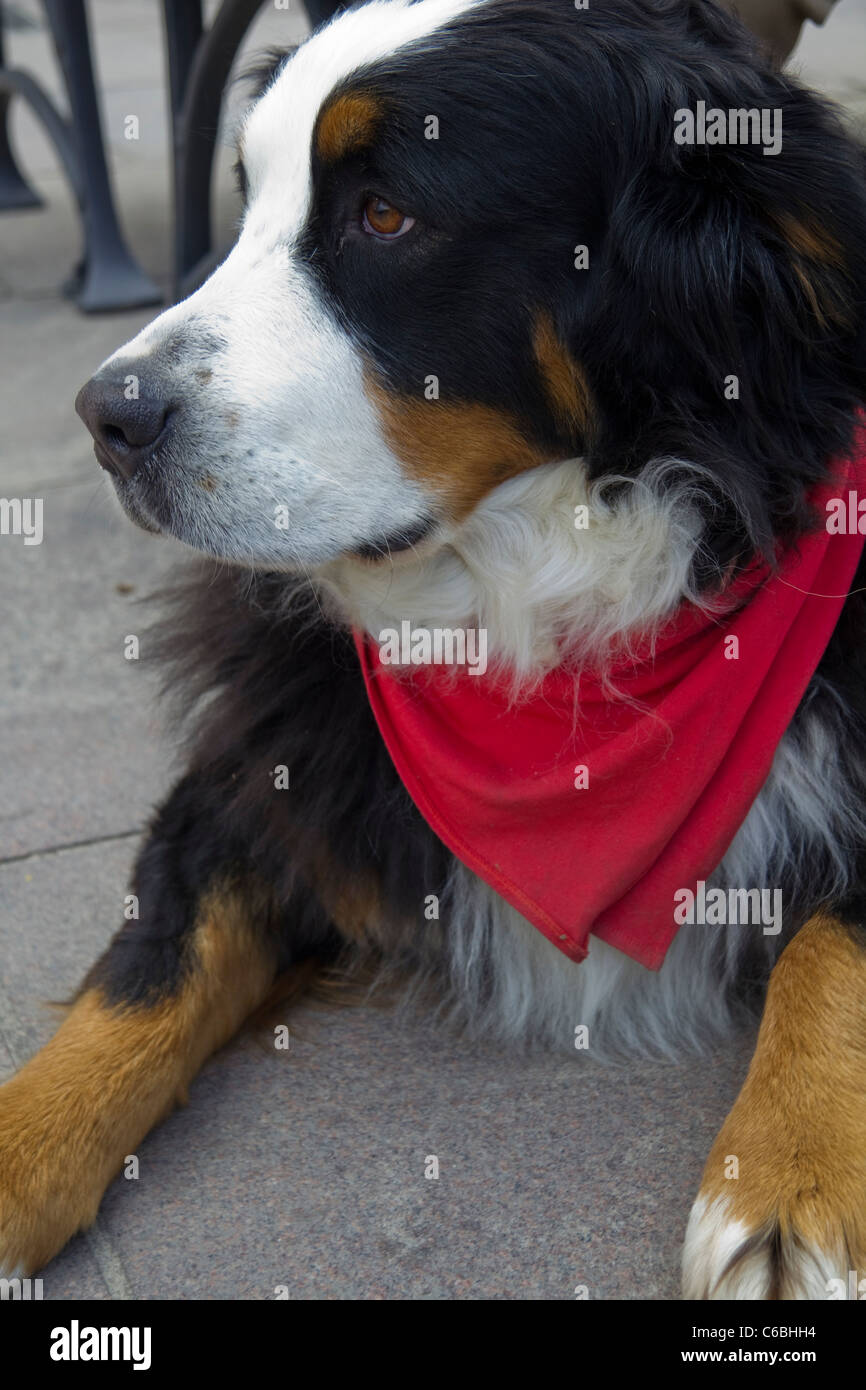 Bernois avec une capeline rouge, attendant dans un café, Sopot, Pologne Banque D'Images