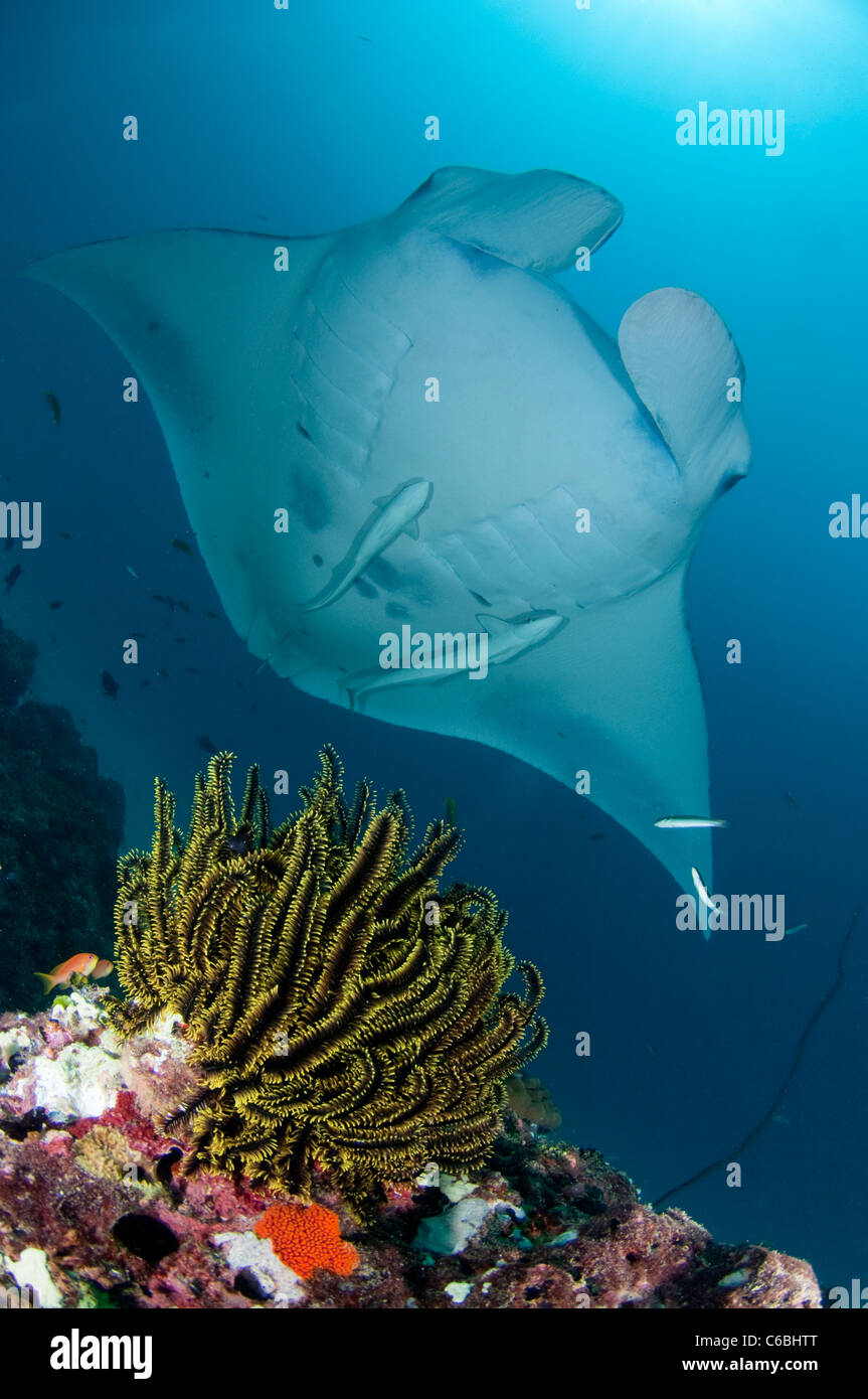 Raie Manta, Manta birostris, natation sur reef, en premier plan des crinoïdes, North Male Atoll, Maldives Banque D'Images