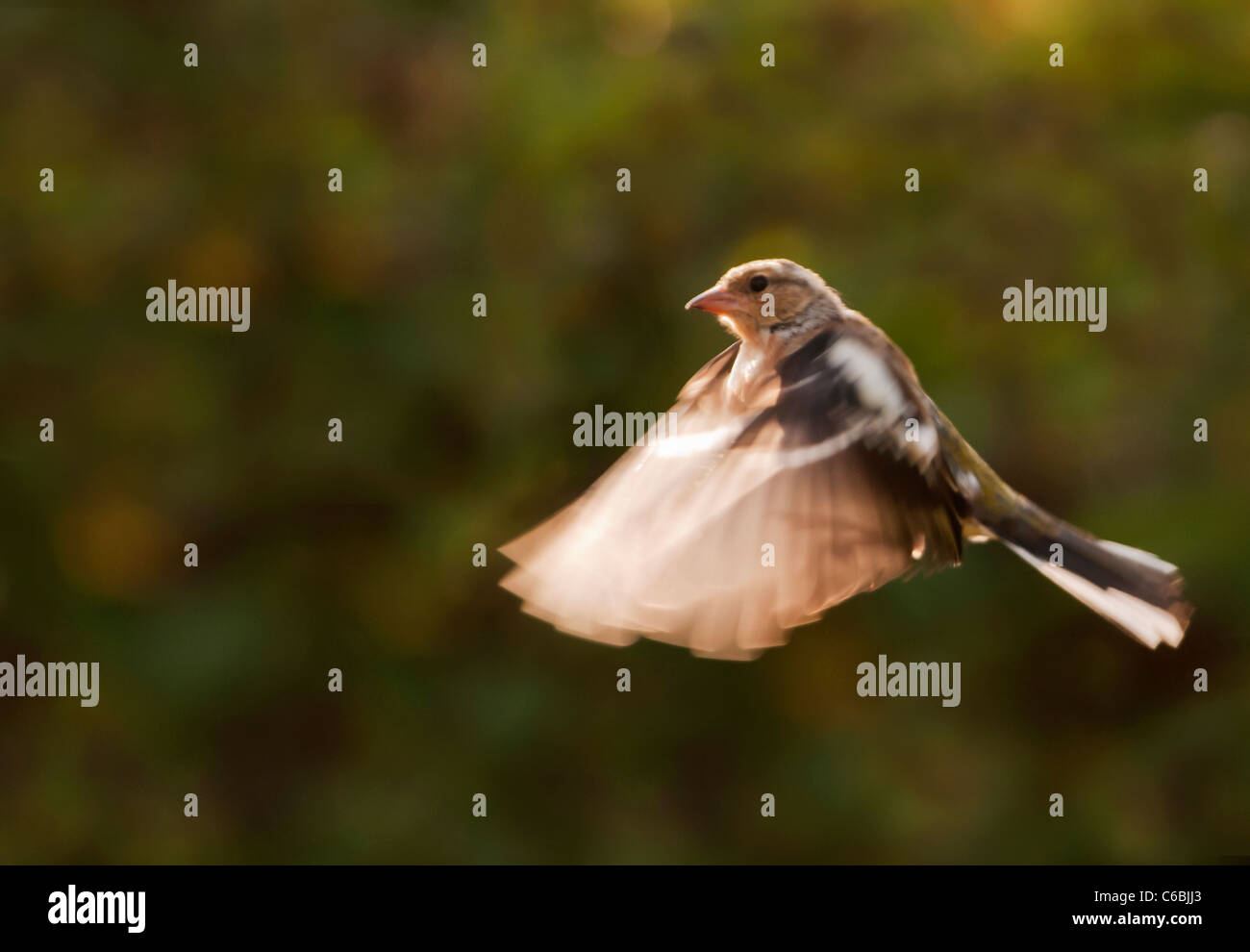 Chaffinch Fringilla coelebs femelle en vol, Warwickshire Banque D'Images