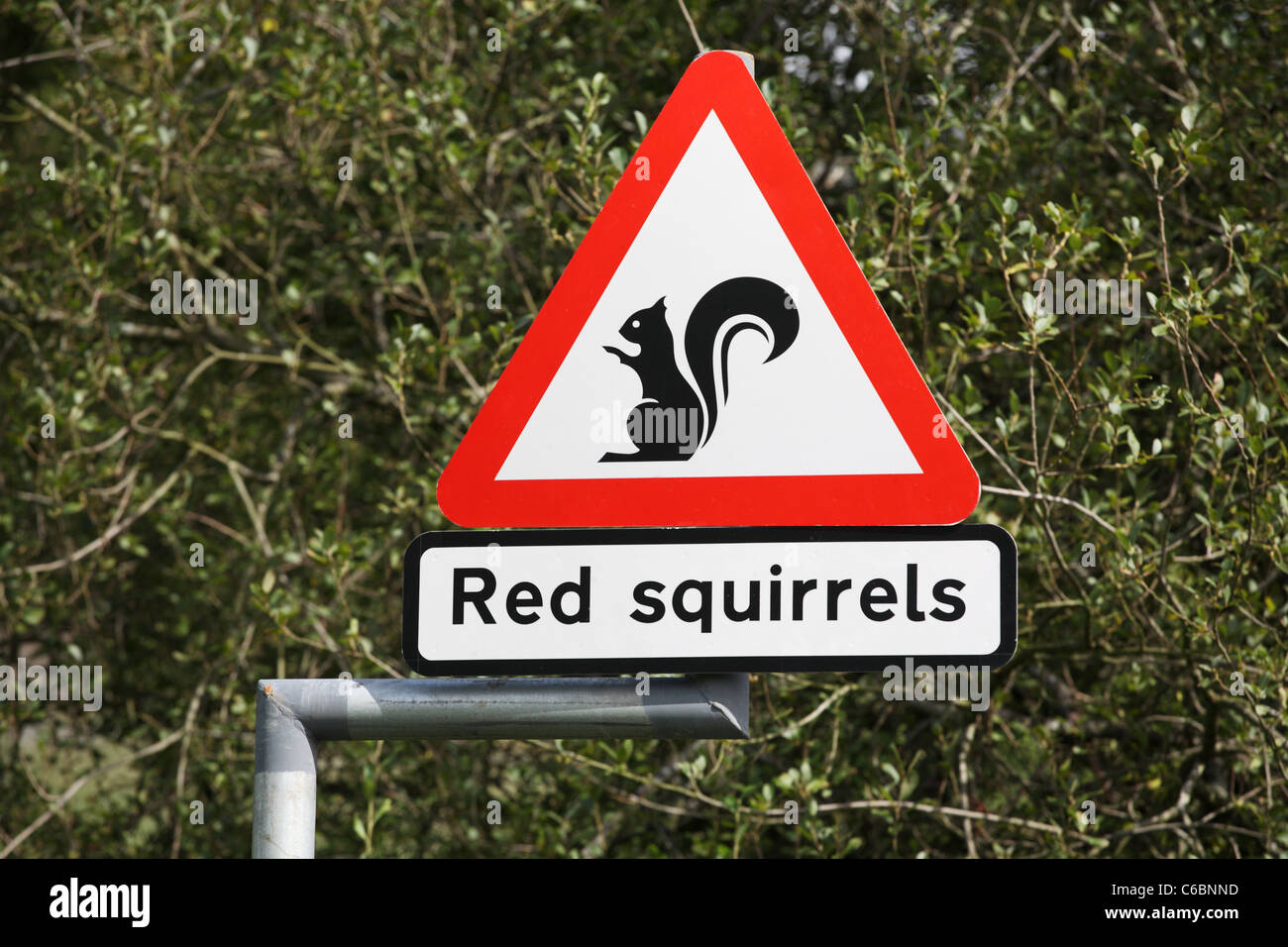 Road sign warning d'Écureuils roux près de Threlkeld, Keswick, Cumbria, England, UK Banque D'Images