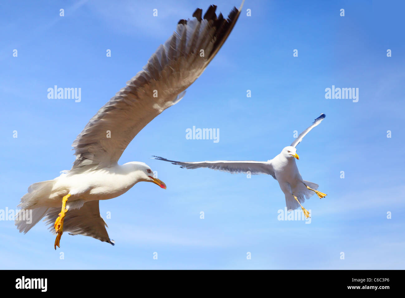 Les mouettes volant dans le ciel bleu, close-up Banque D'Images