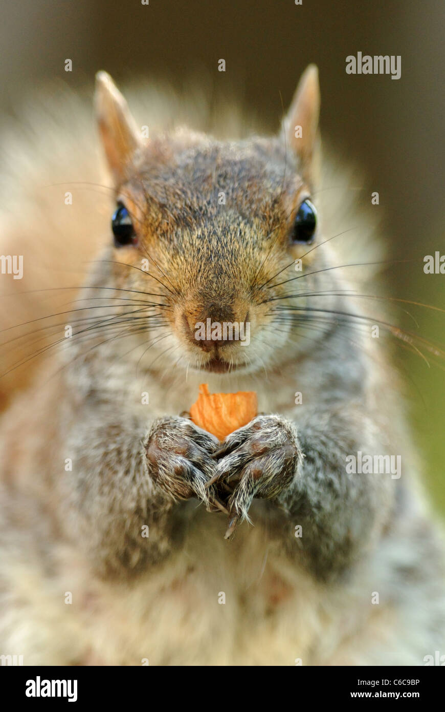 L'Écureuil gris (Sciurus carolinensis) manger une noix à Union Square Park, New York Banque D'Images