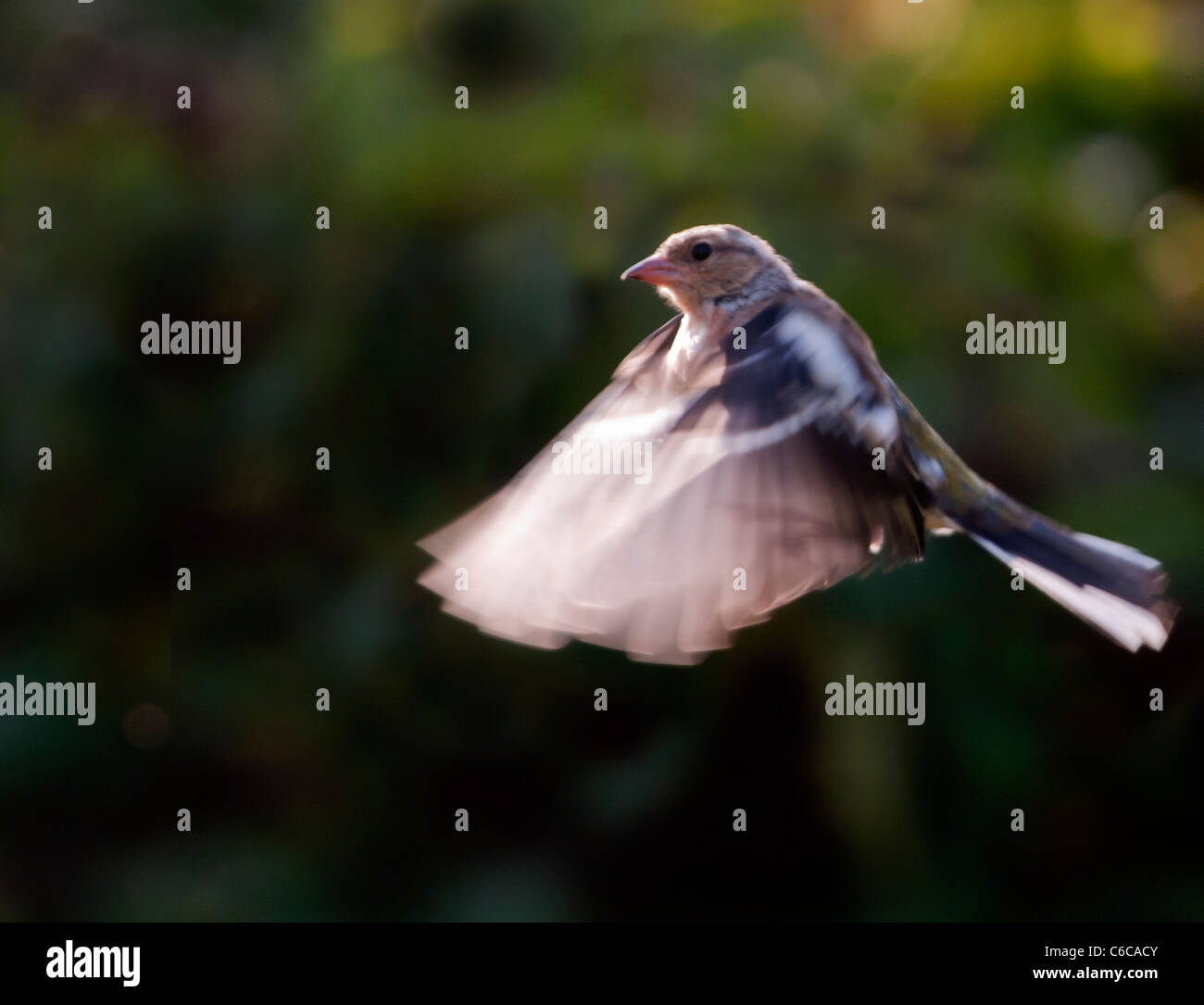 Chaffinch Fringilla coelebs femelle en vol, Warwickshire Banque D'Images