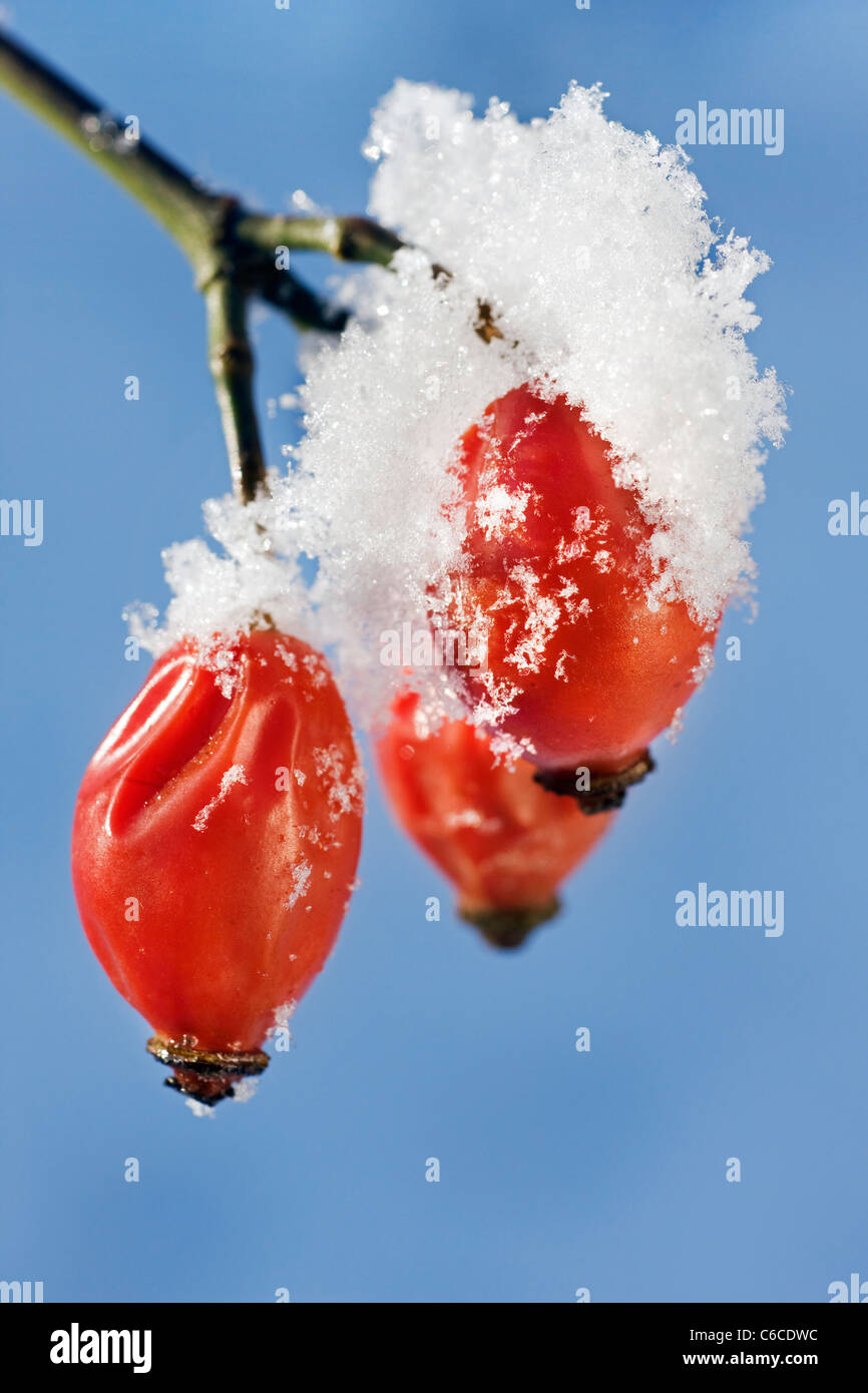 Cynorrhodons recouverts de neige en hiver, Belgique Banque D'Images