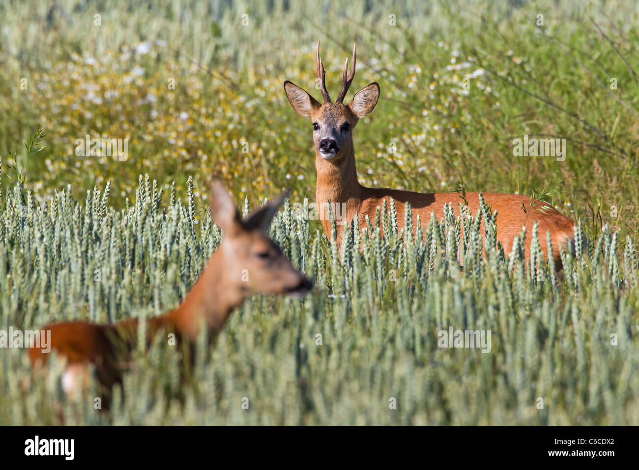 Le chevreuil (Capreolus capreolus) roebuck au féminin en champ, Allemagne Banque D'Images