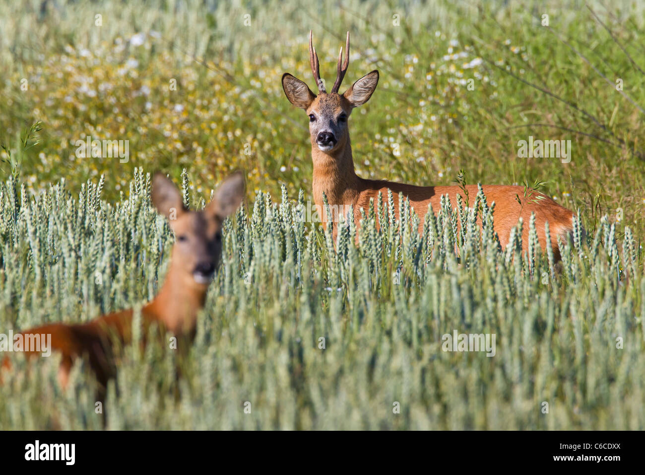 Le chevreuil (Capreolus capreolus) roebuck au féminin en champ, Allemagne Banque D'Images