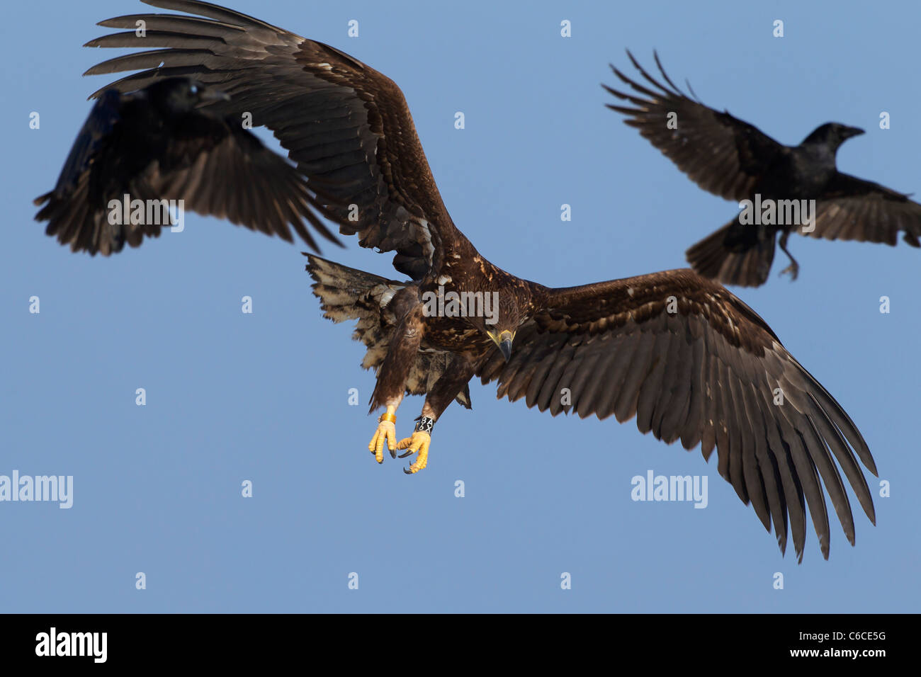 Le phoque annelé pygargue à queue blanche / Erne (Haliaeetus albicilla) en vol d'être assailli par la charogne les corneilles (Corvus corone) en hiver Banque D'Images
