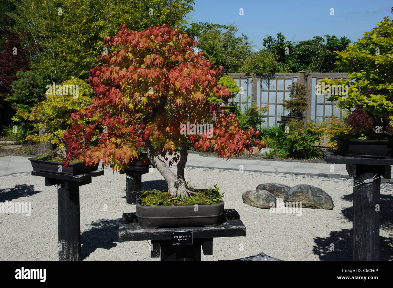Rhododendron obtusum Bonsai tree autour de 30 ans Banque D'Images