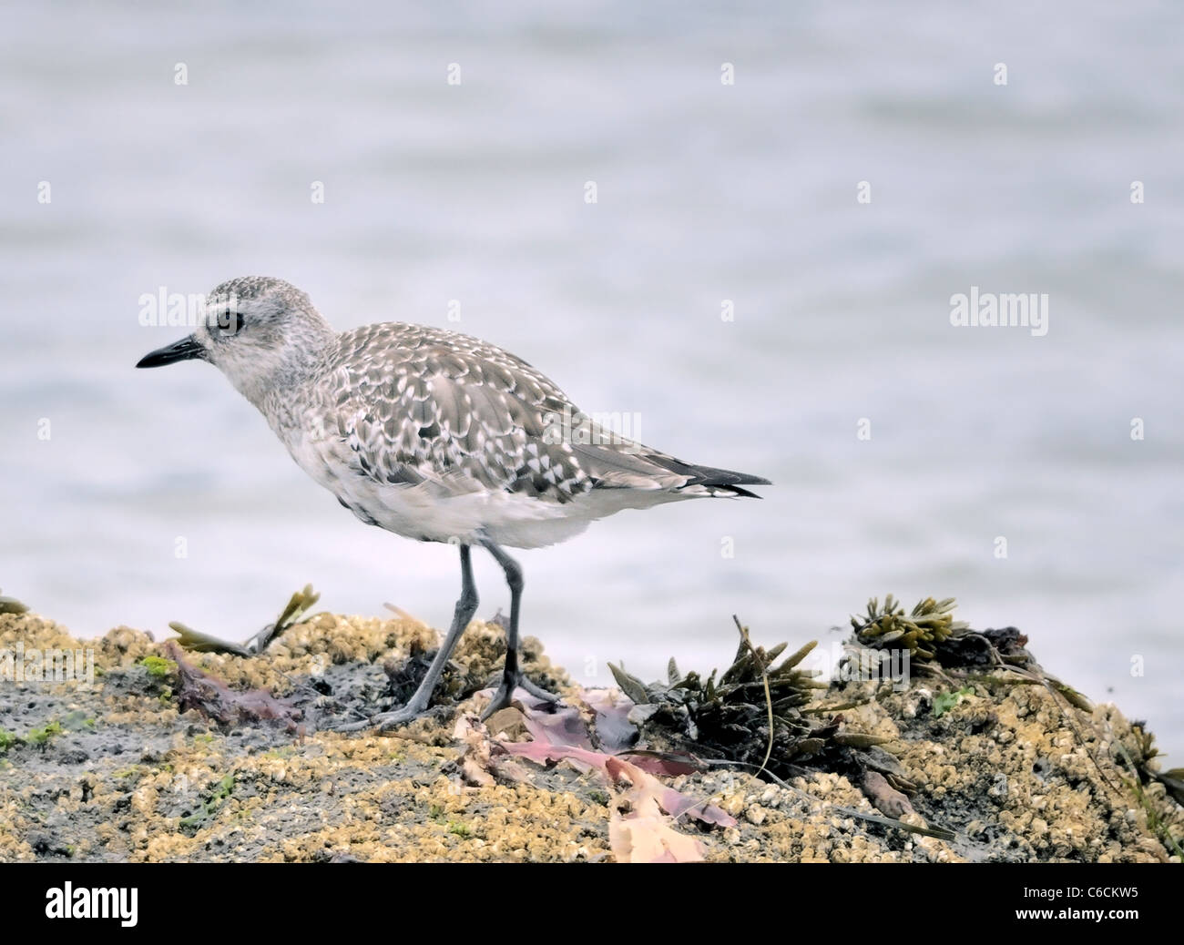 Un oiseau Pluvialis squatarolam à ventre noir, vu ici debout sur la rive. Banque D'Images