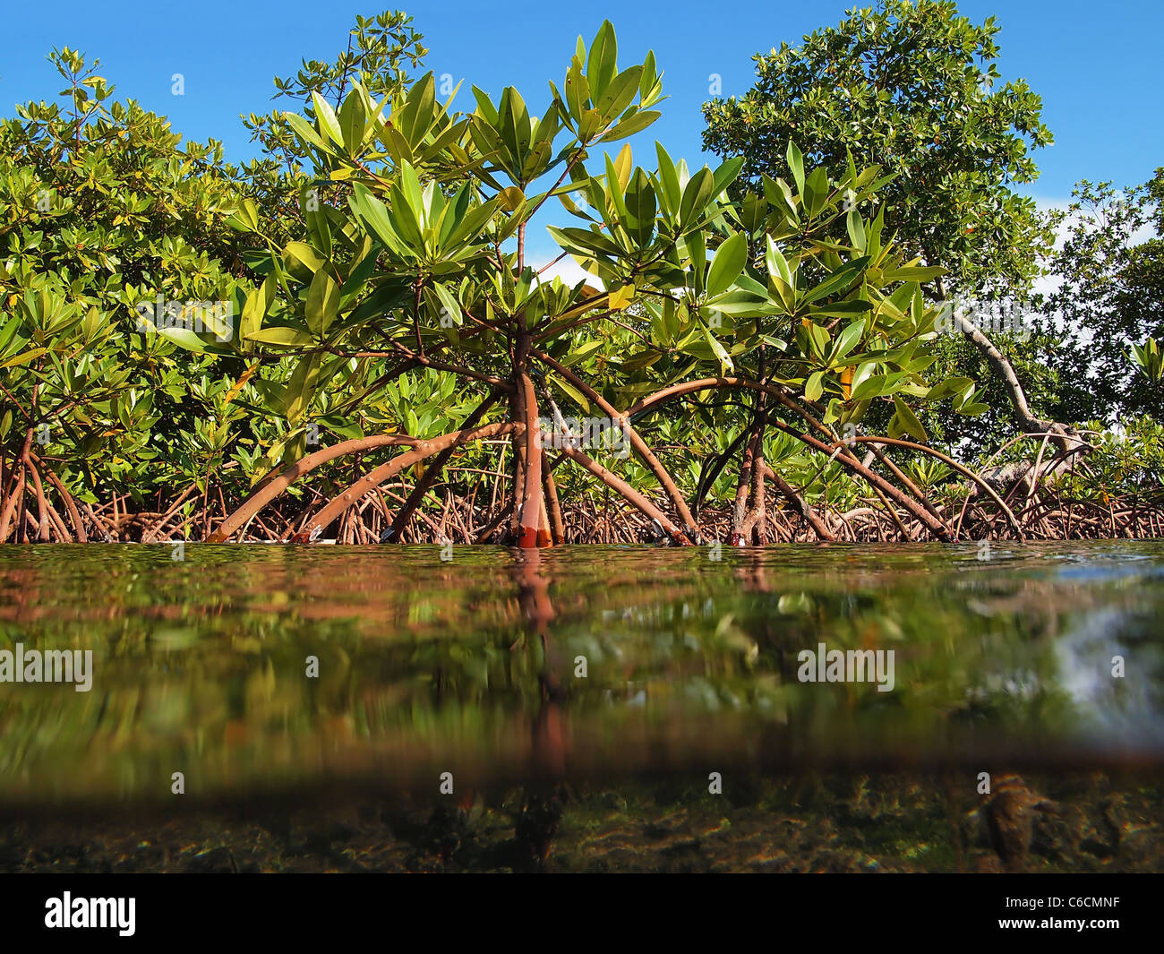 Vue rapprochée de racines de mangrove juste au-dessus de l'eau de surface Banque D'Images
