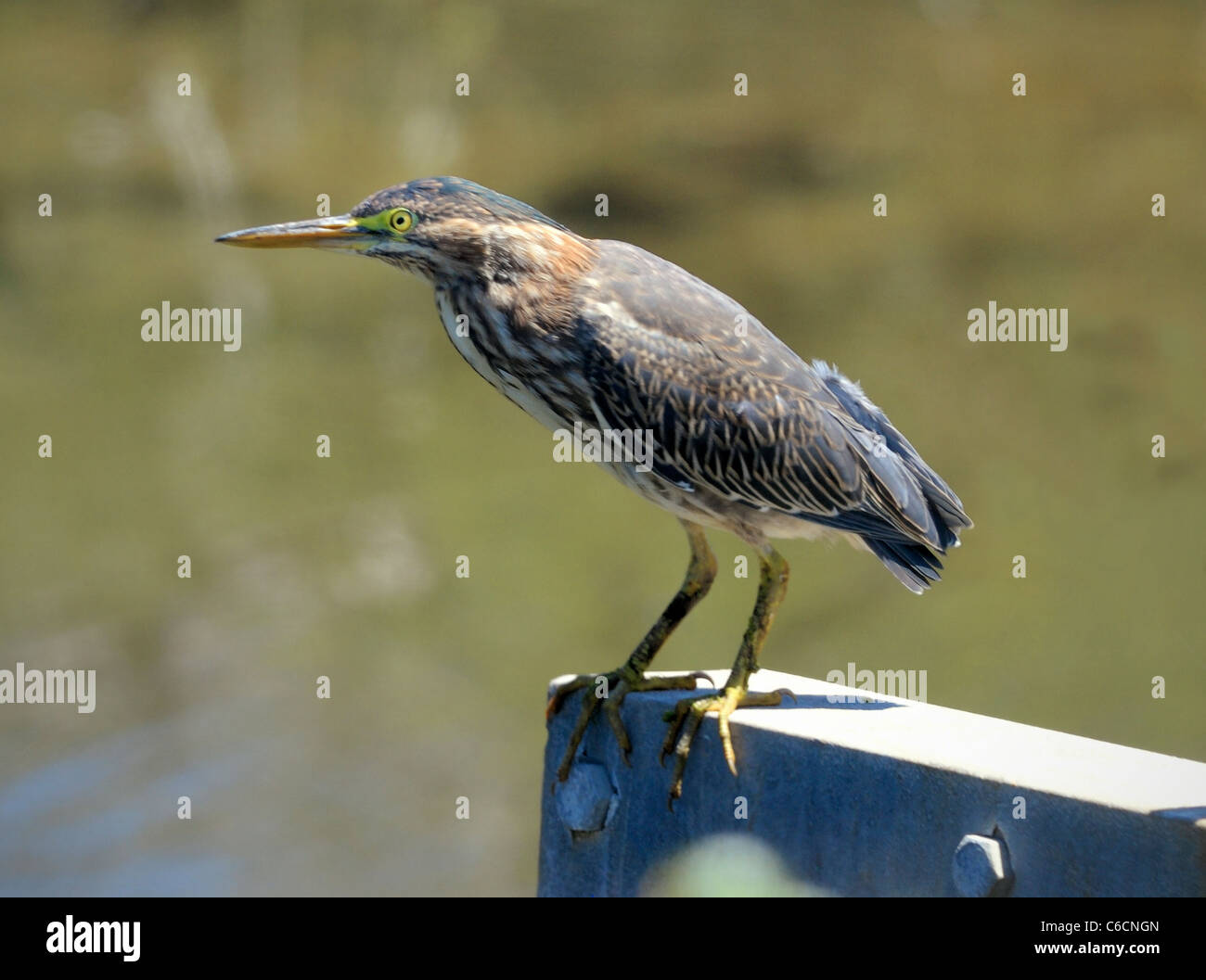 Juvénile héron vert (Butorides virescens) perché sur une poutre métallique au-dessus de l'eau, montrant la poitrine striée, le bec pointu et les yeux jaunes vifs en plein soleil Banque D'Images