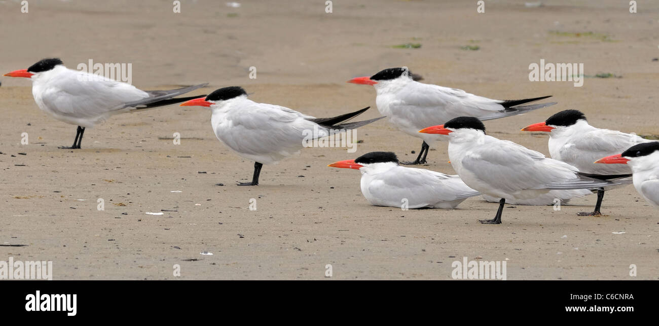 Terne Caspienne (Hydroprogne caspia) debout sur une plage de sable avec d'autres, montrant un grand bec rouge et un chapeau noir. Plus grande espèce de sterne dans le monde. Banque D'Images