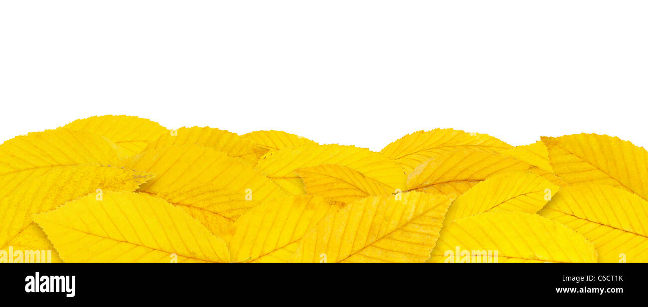 Feuilles mortes border isolated on white Banque D'Images