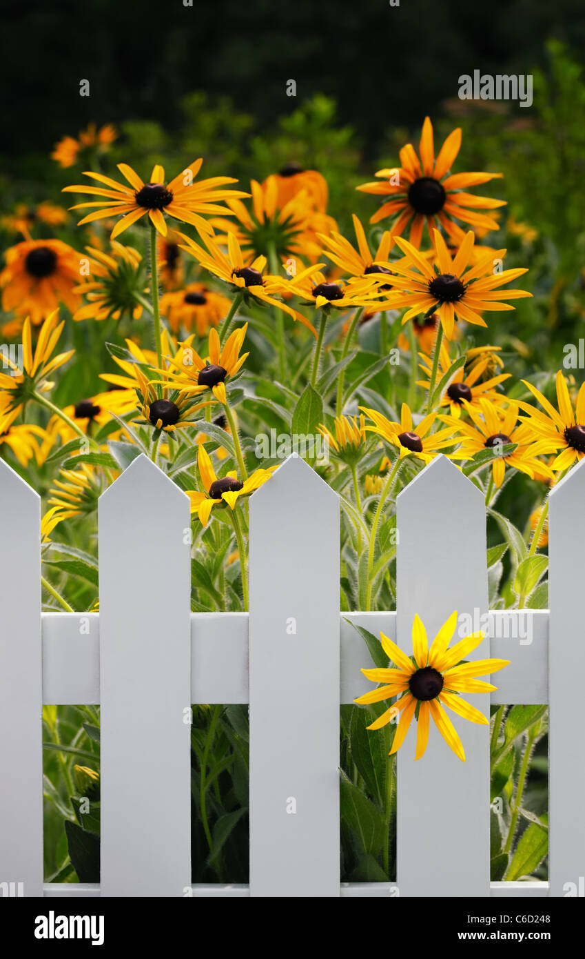 Black-eyed Susan Flowers in garden Banque D'Images