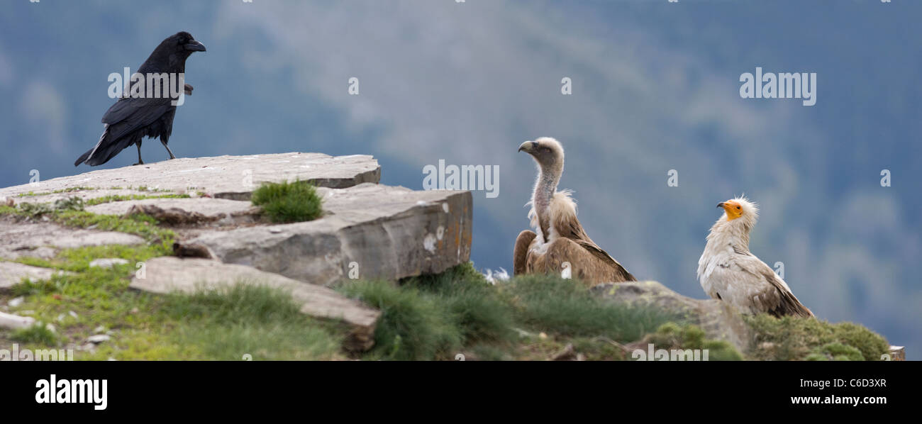 Percnoptère, Neophron percnopterus, vautour fauve Gyps fulvus, Grand Corbeau, et au parc national d'Ordesa, Pyrénées, Espagne Banque D'Images
