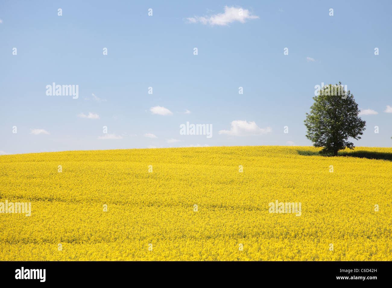 Champ de colza en fleur jaune avec ciel bleu et nuages blancs Banque D'Images Champ de colza en fleur jaune avec ciel bleu et nuages blancs Banque D'Images