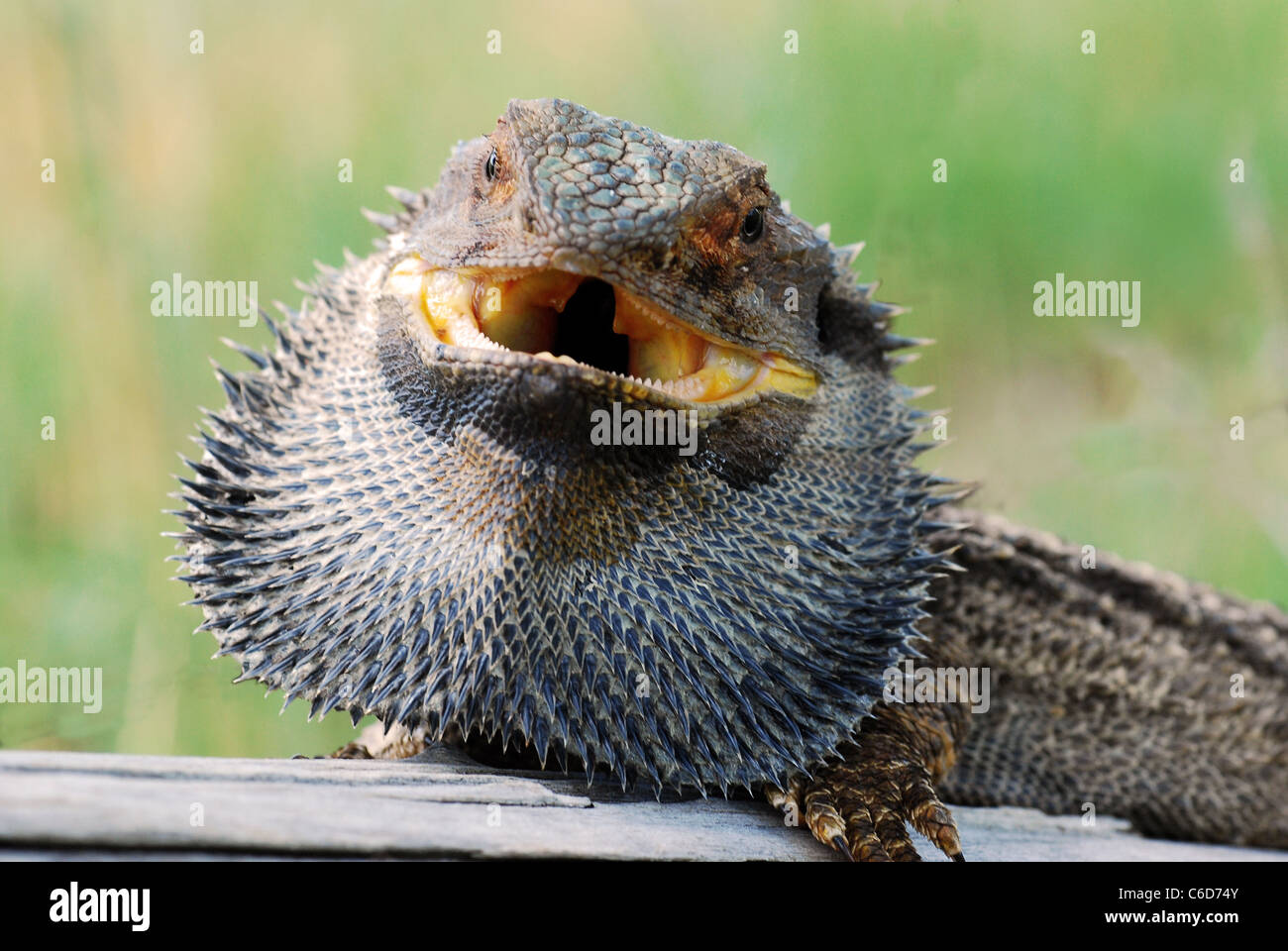 Dragon australien, Pogona barbata, qui montre une agression Banque D'Images