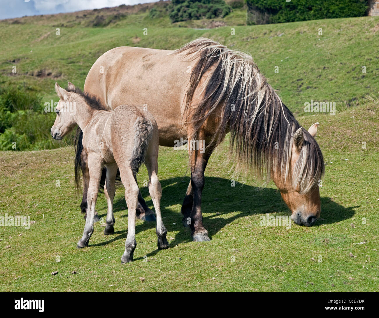 Mare et son poulain, Dartmoor National Park, Devon, Angleterre Banque D'Images