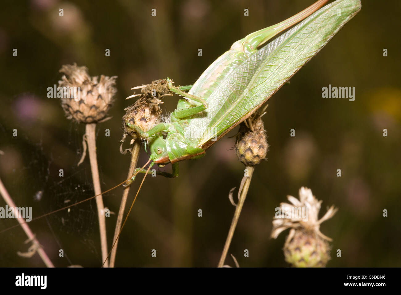 Grandes sauterelles sur une prairie flower Banque D'Images