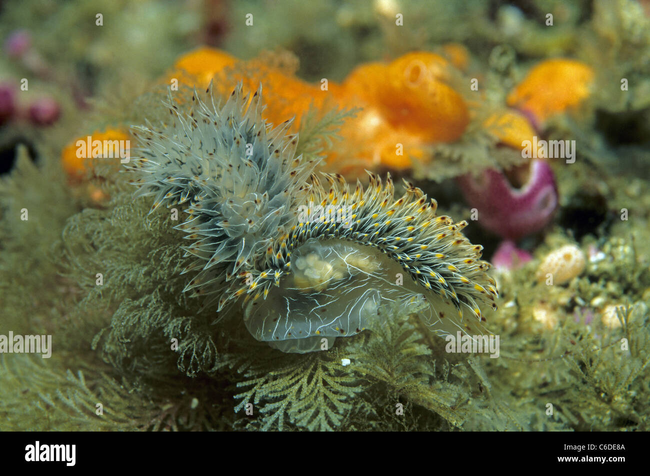 Unbekannte Nacktschnecke nudibranche inconnu, Banque D'Images