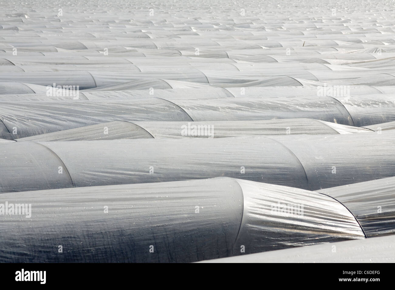 Champ d'asperges couverte d'une feuille de plastique Banque D'Images