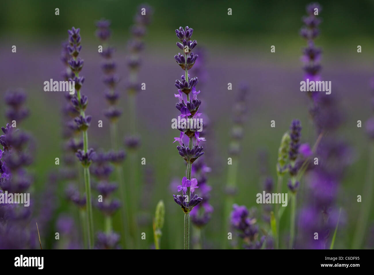 Fleurs de Lavande Banque D'Images