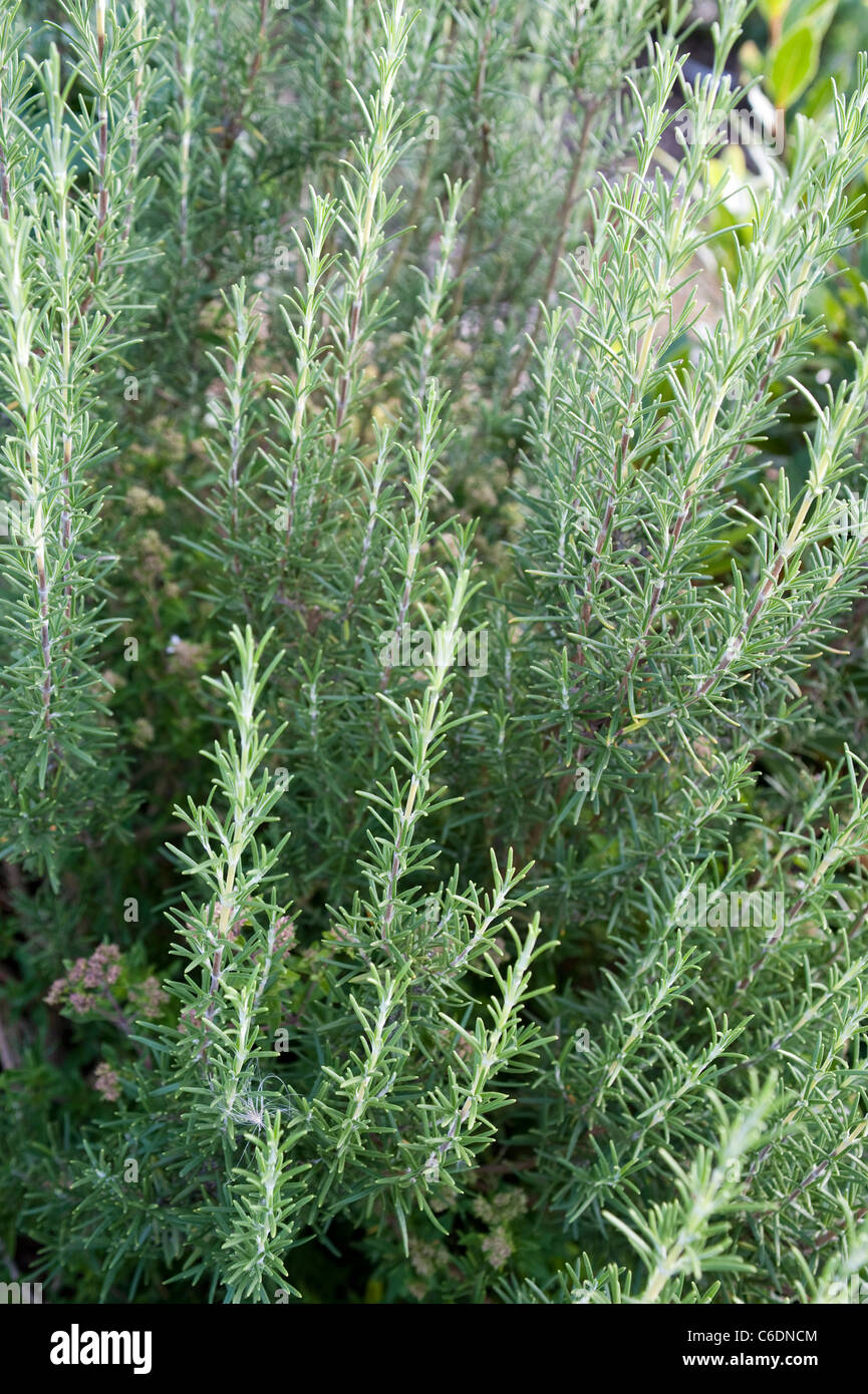 Rosemary un bush à un allotissement à Londres, à la fin août. Banque D'Images
