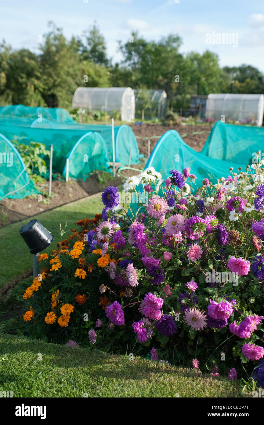 Des fleurs en abondance dans une affectation sur un soir d'été en août. Avec les tunnels derrière avec salade et légumes. Banque D'Images