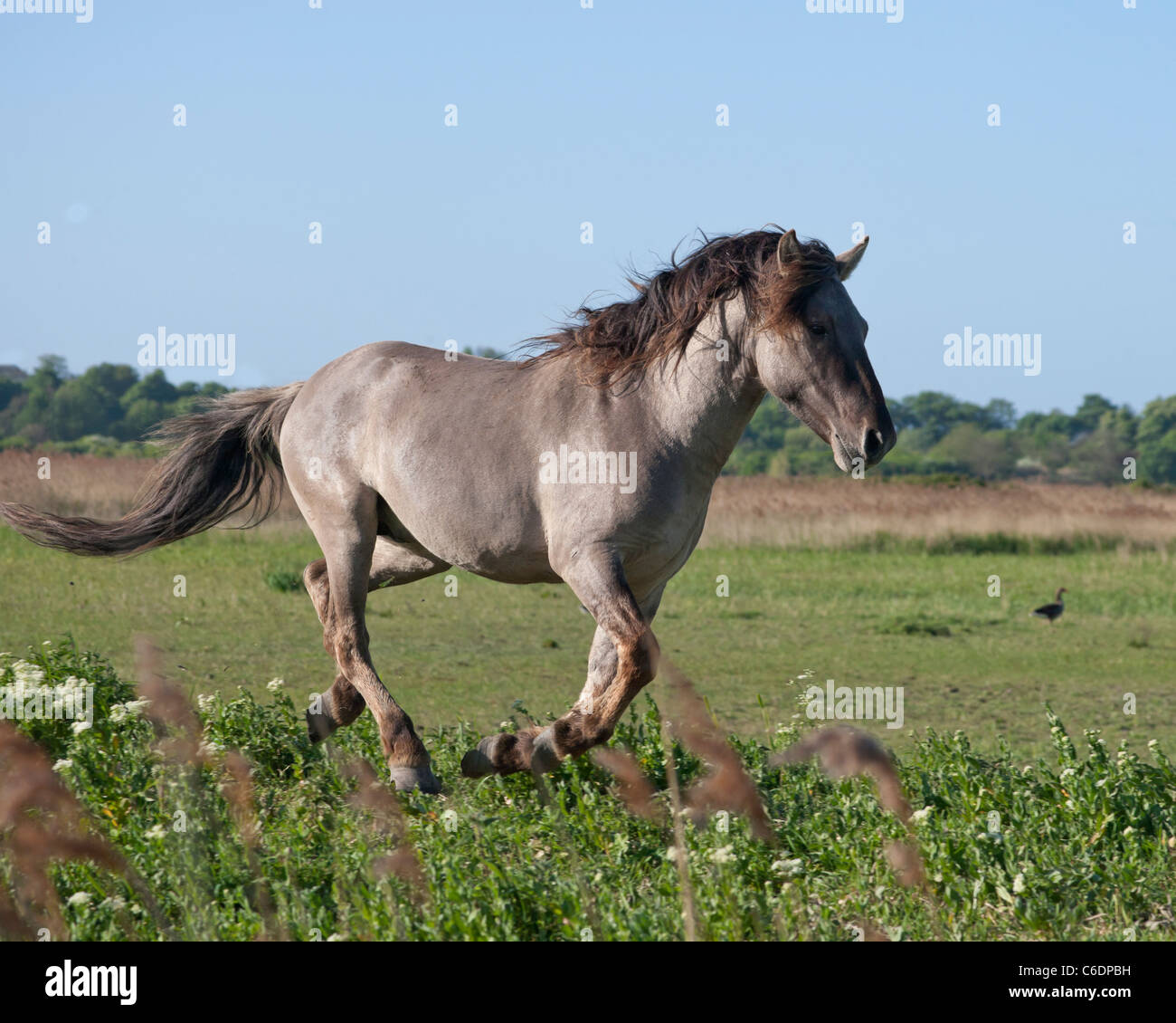 Stodmarsh animal cheval sauvage Konik Angleterre Kent Banque D'Images