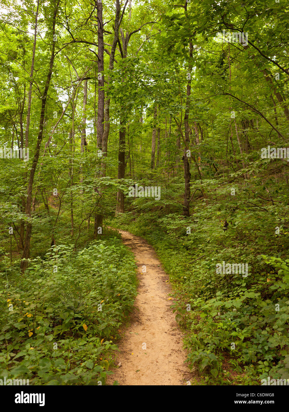 Sentier des Appalaches, en Virginie, USA - Trail à McAfee Bouton sur Catawba Mountain, près de ville de Roanoke. Banque D'Images