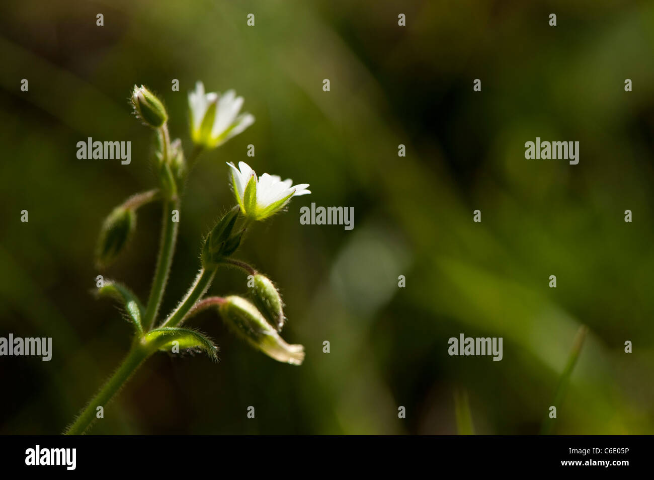 La Souris commune, Cerastium fontanum-auriculaire, en fleurs Banque D'Images