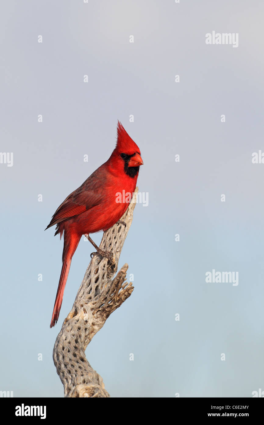 Cardinal rouge (Cardinalis cardinalis) Banque D'Images