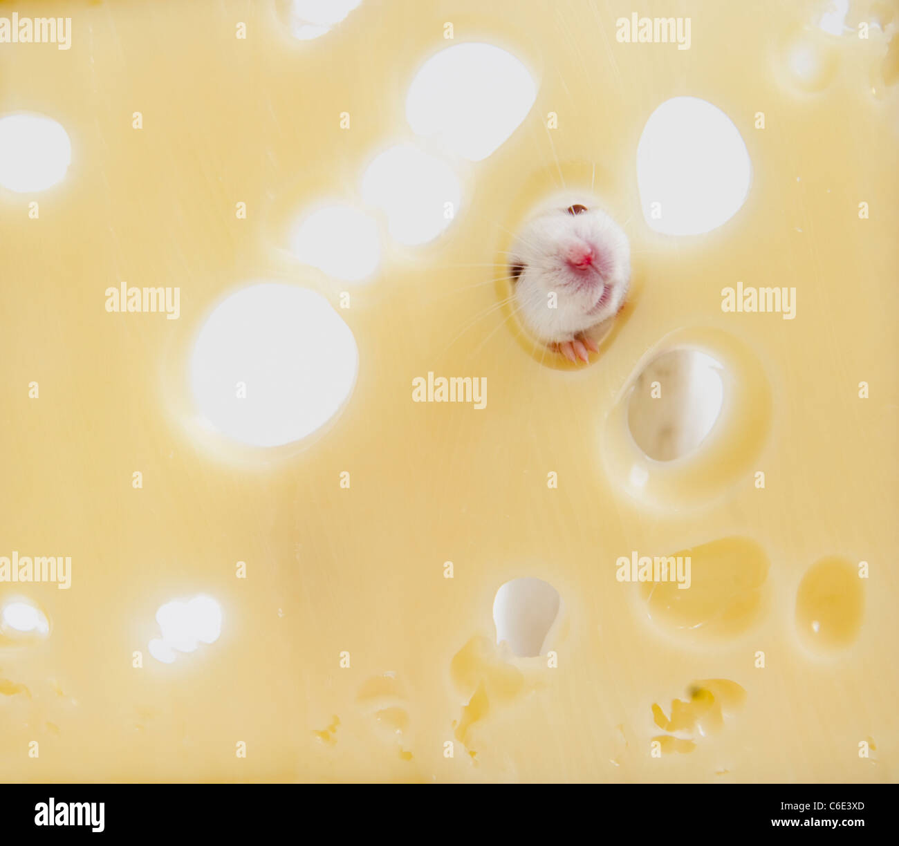Studio shot of souris blanche à travers l'orifice du fromage suisse. Banque D'Images