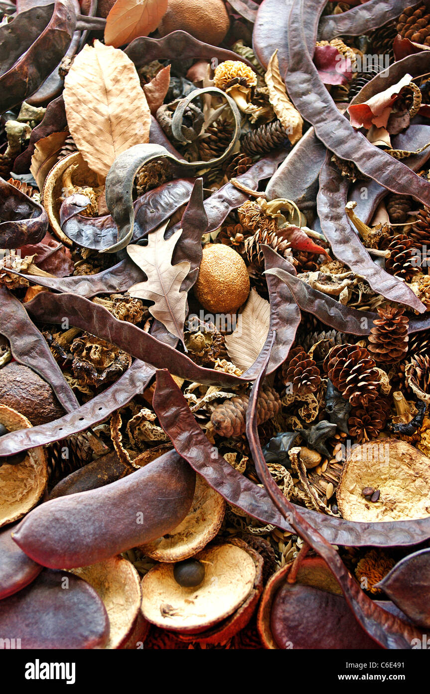 Pot-pourri de peaux séchées végétatif, zestes, cônes, gousses, graines, fruits et choix de matières organiques Banque D'Images