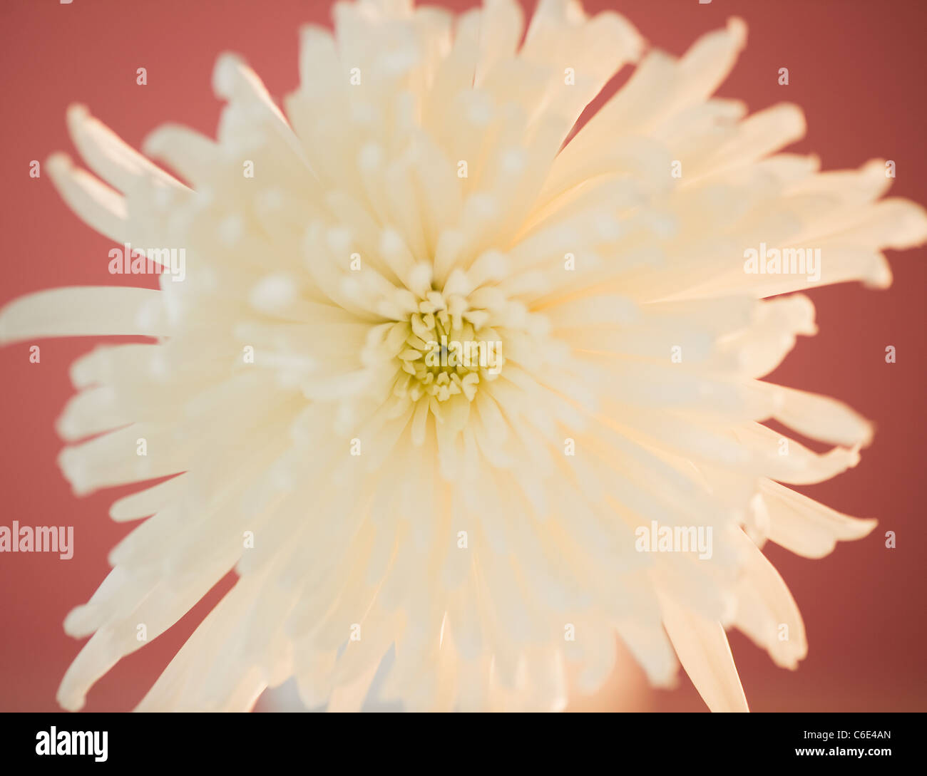 Close up de fleur de chrysanthème Banque D'Images